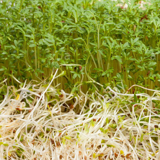 organic alfalfa grass