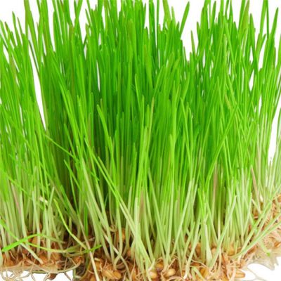 organic wheat grass powder e1602668742875 Organic Wheat Grass Powder