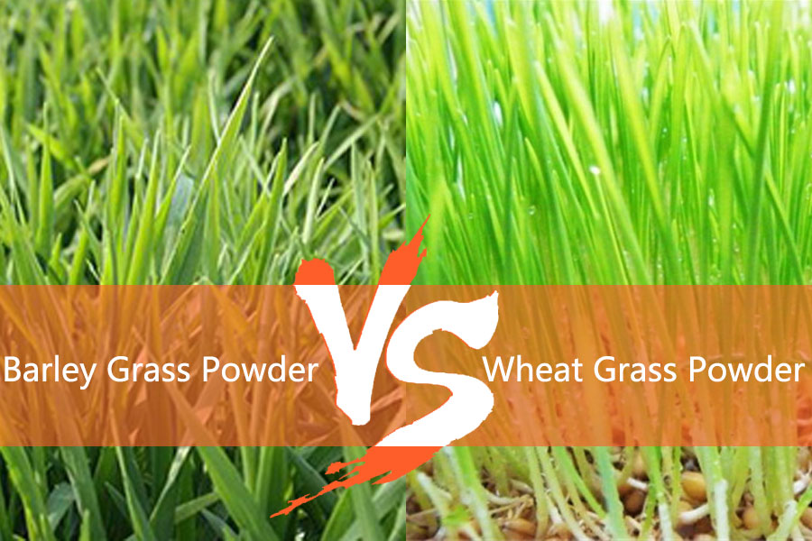 organic barley grass vs wheat grass powder